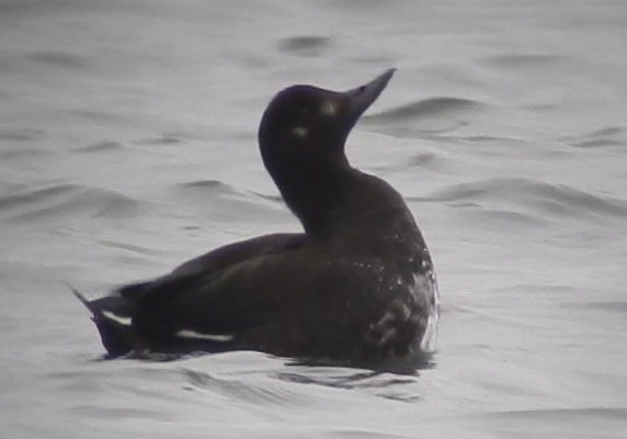 Velvet Scoter