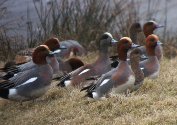 American Wigeon