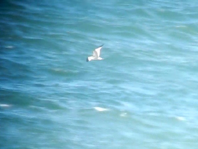 Sabine's Gull
