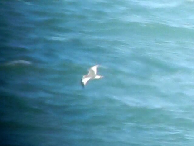 Sabine's Gull