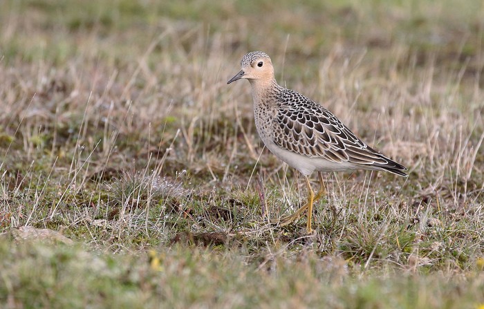 Buff-breasted Sandpiper
