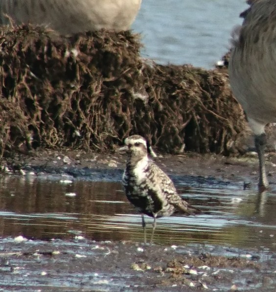 American Golden Plover