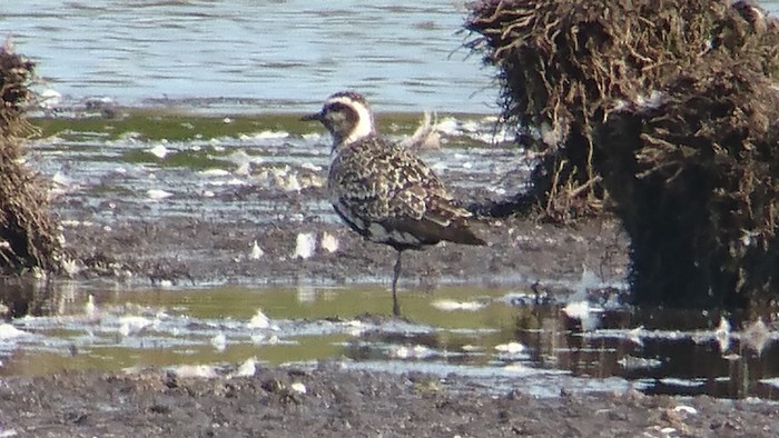 American Golden Plover