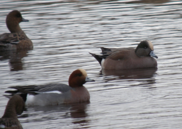 American Wigeon