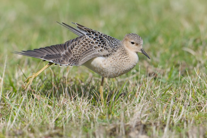 Buff-breasted Sandpiper