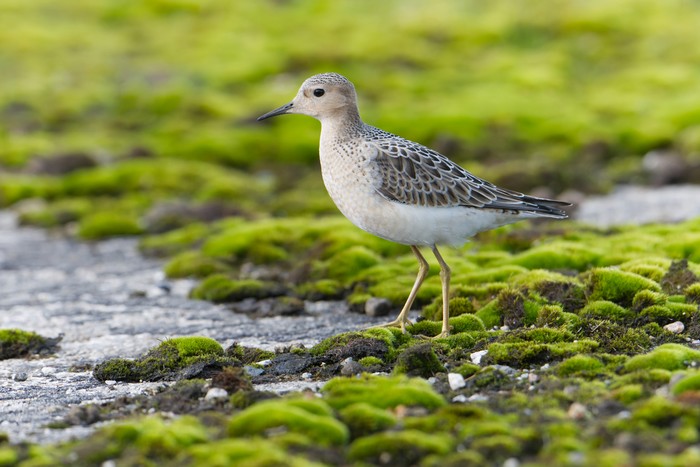 buff-breasted Sandpiper