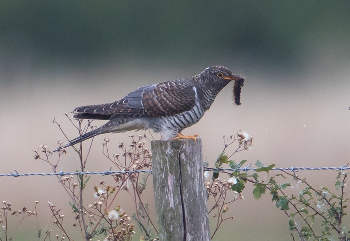 Cuckoo