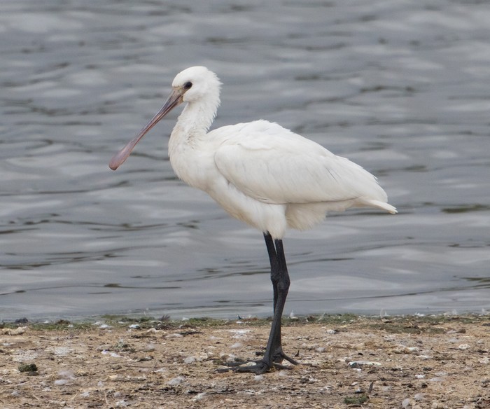Spoonbill