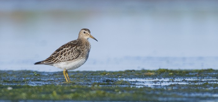 Pectoral Sandpiper