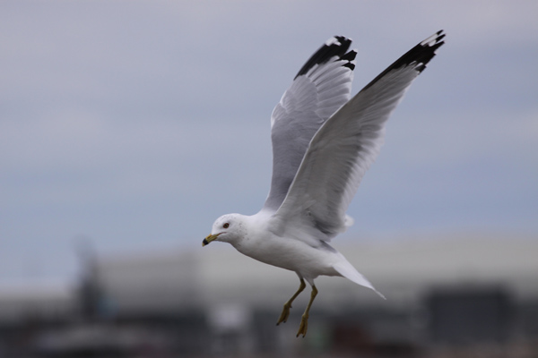 Ring-billed Gull