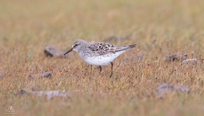 White-rumped Sandpiper