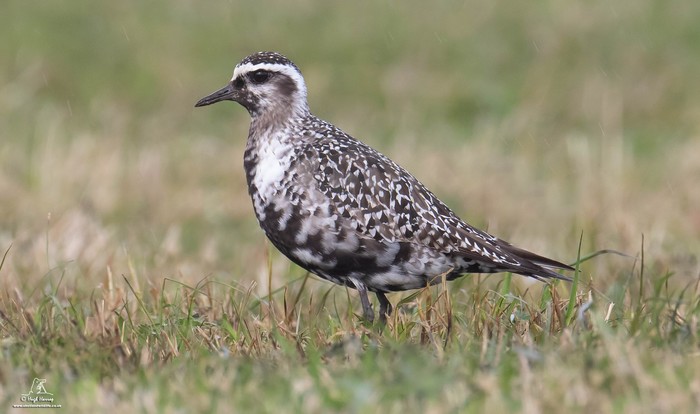 American Golden Plover