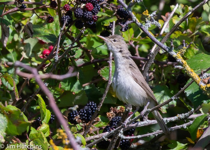 Eastern Olivaceous Warbler