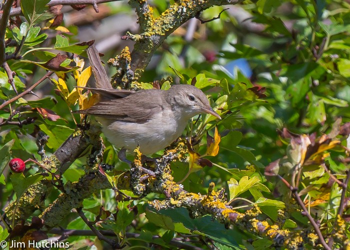 Eastern Olivaceous Warbler
