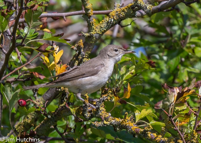 Eastern Olivaceous Warbler