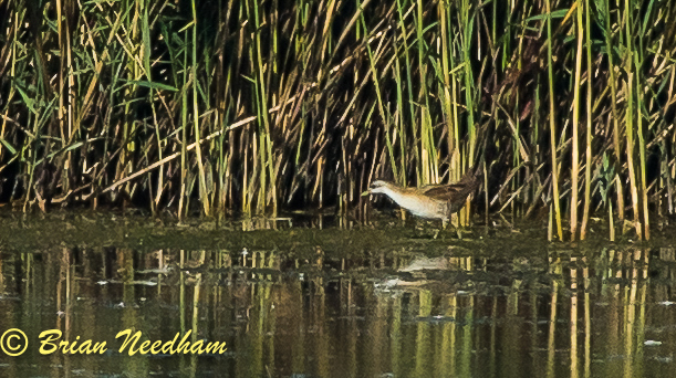Little Crake