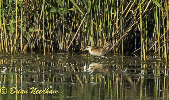 Little Crake