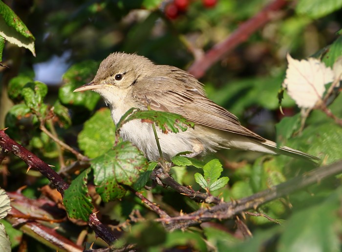 Eastern Olivaceous Warbler