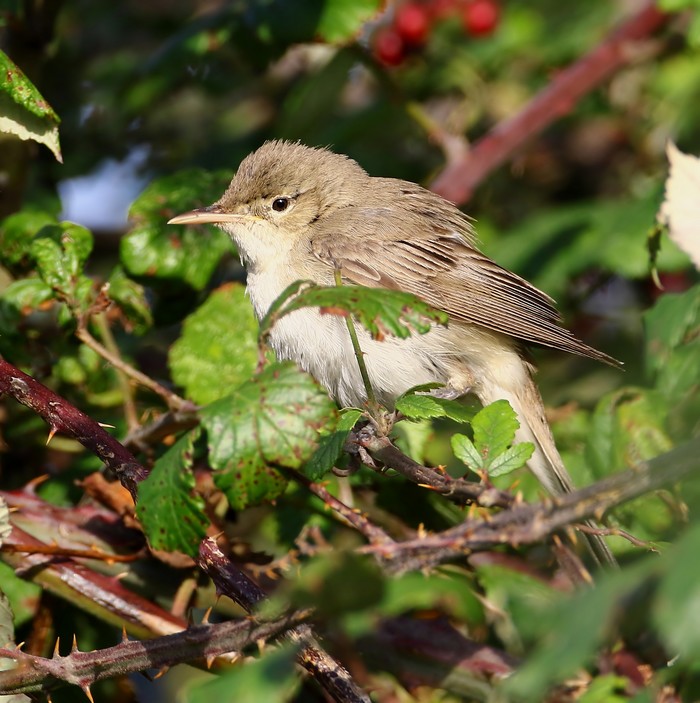 Eastern Olivaceous Warbler