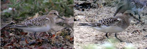 Baird's Sandpiper