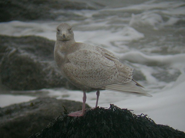 Glaucous Gull