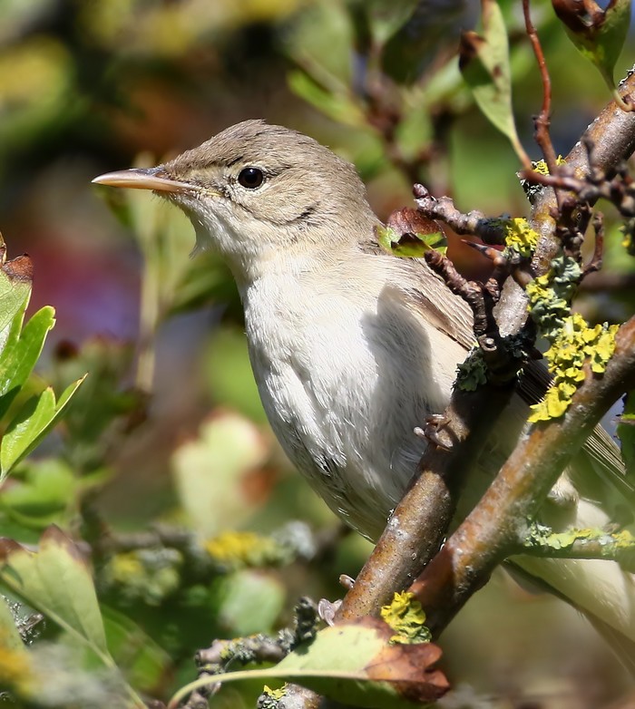 Eastern Olivaceous Warbler