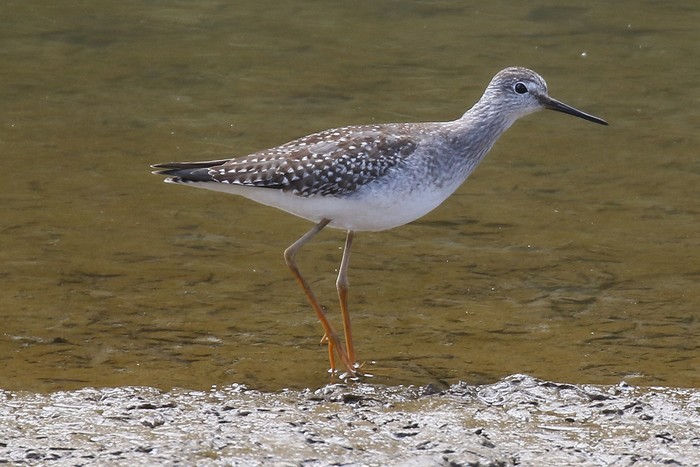 Lesser Yellowlegs