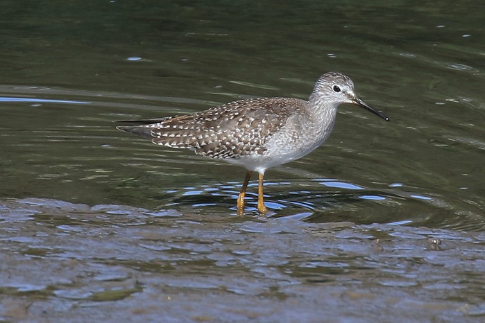 Lesser Yellowlegs