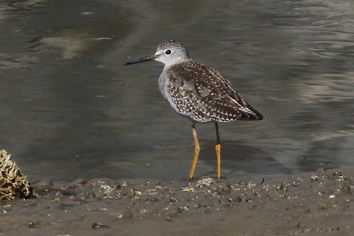Lesser Yellowlegs