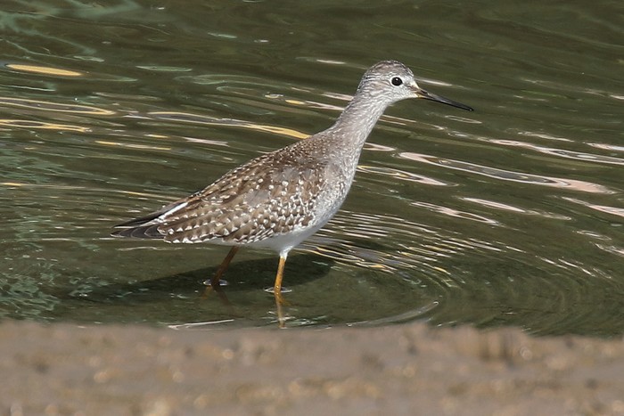 Lesser Yellowlegs
