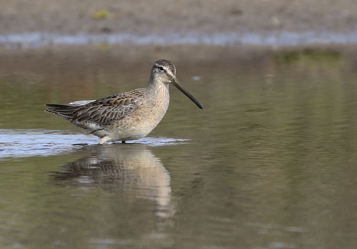 Long-billed Dowitcher