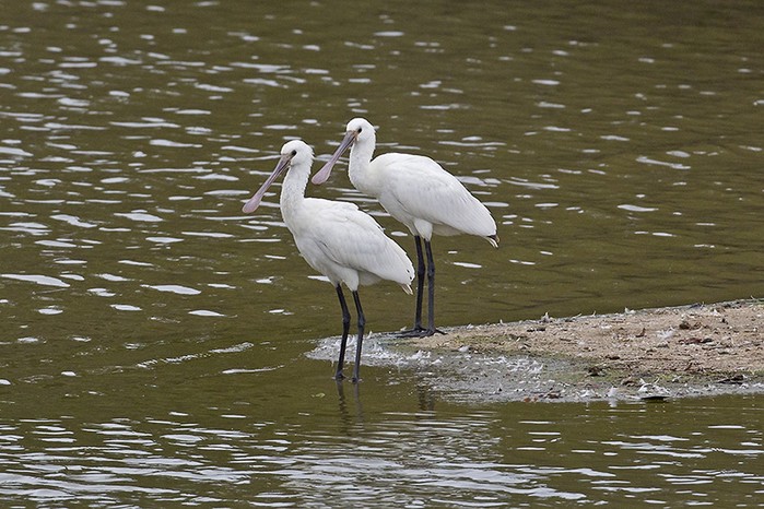 Spoonbill