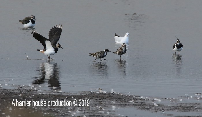American Golden Plover