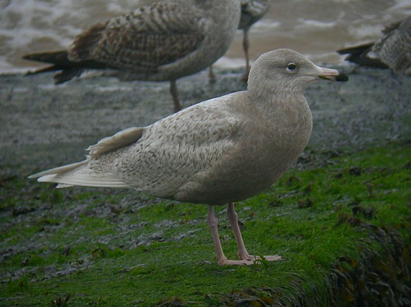 Glaucous Gull