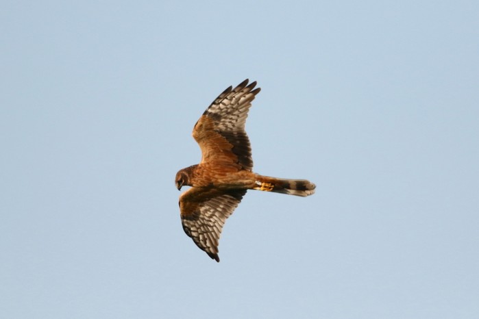 Pallid Harrier