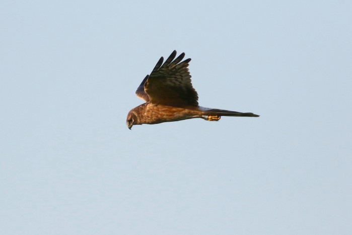 Pallid Harrier