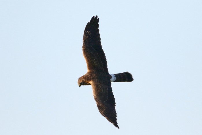 Pallid Harrier