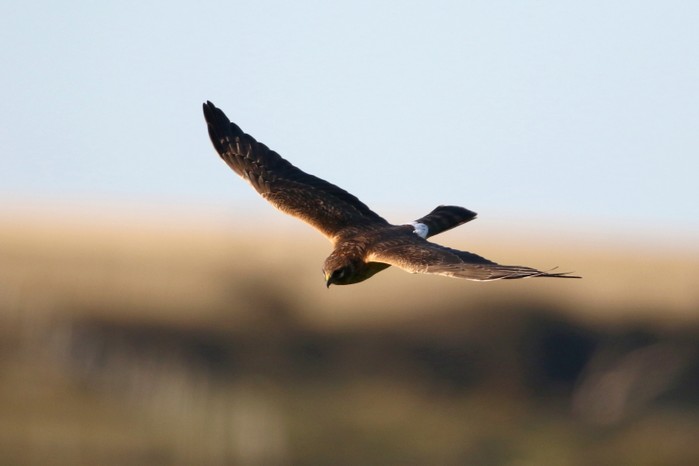 Pallid Harrier