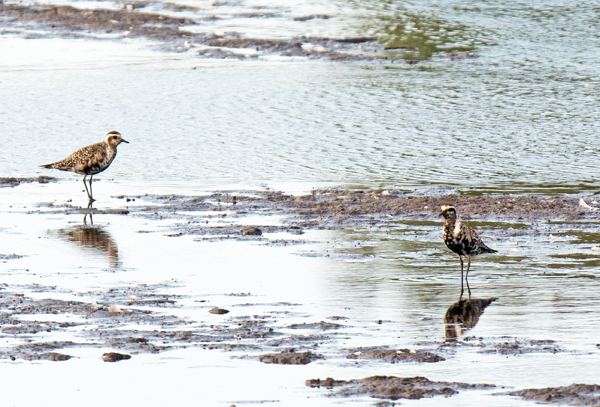 American Golden Plover