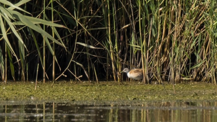 Little Crake