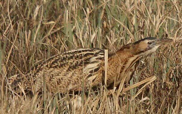 Bittern