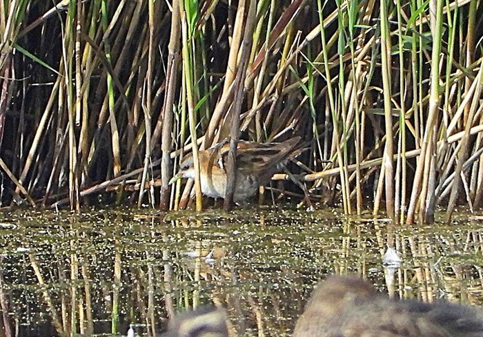 Little Crake