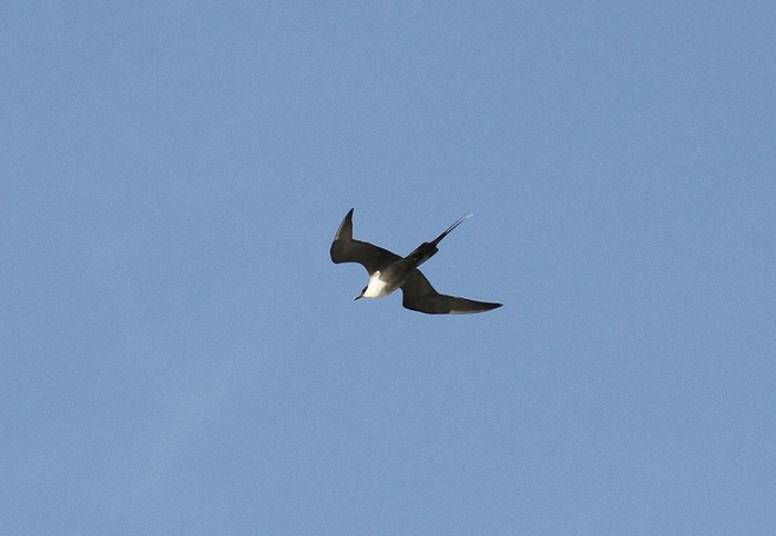 Long-tailed Skua