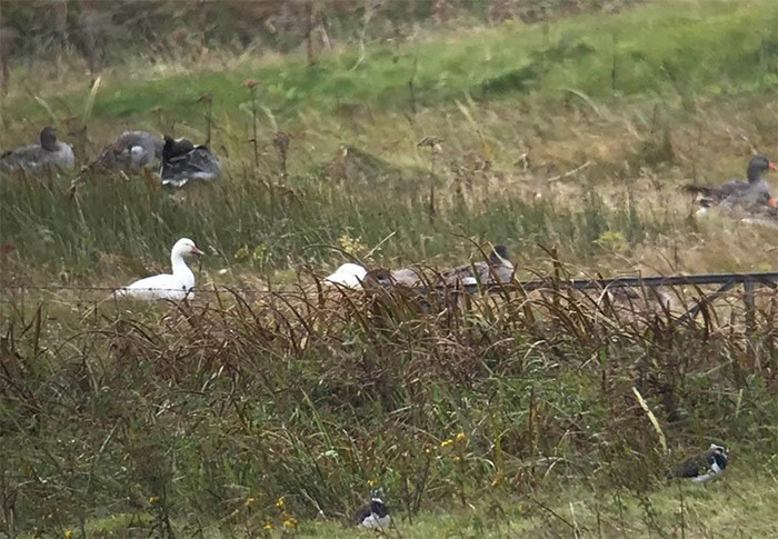 Snow Goose