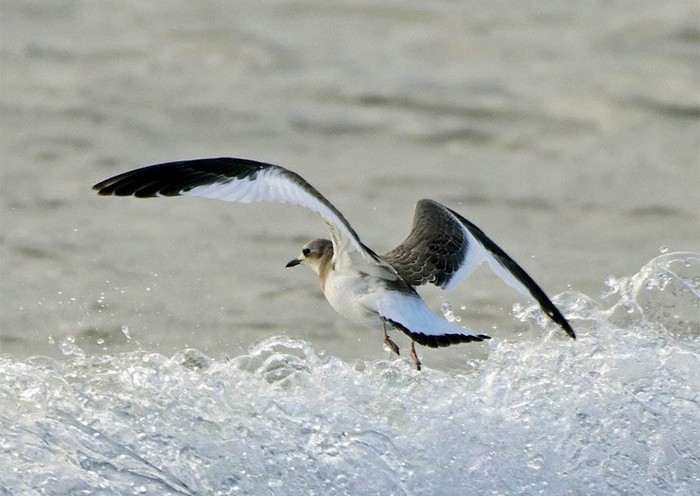 Sabine's Gull