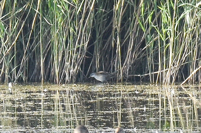 Little Crake