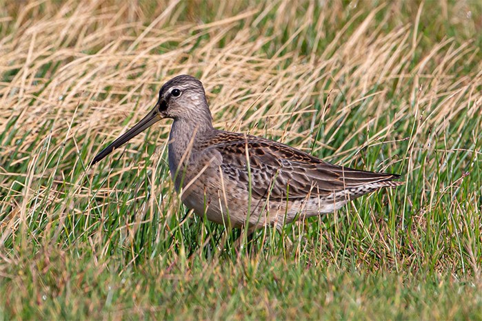 Long-billed Dowitcher