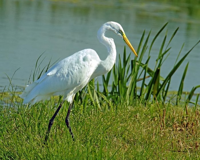 Great White Egret