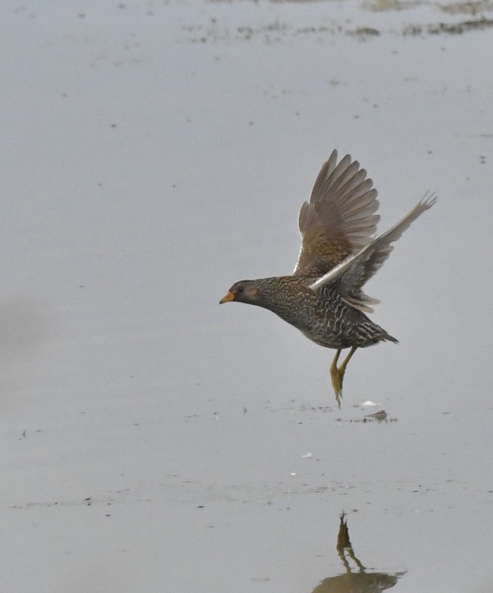 Spotted Crake