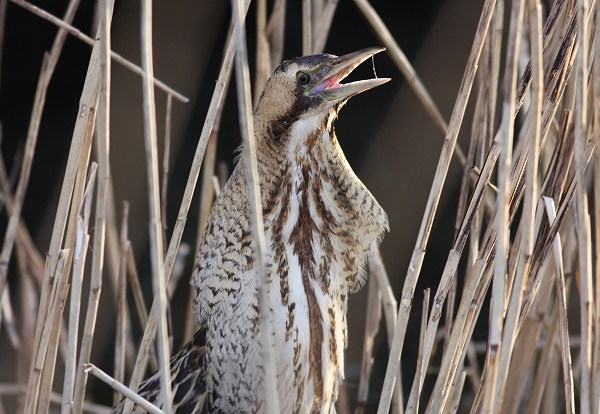 Bittern